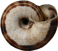 Xerolenta obviaSYDHEDSNÄCKA12,1 × 13,7 mm
